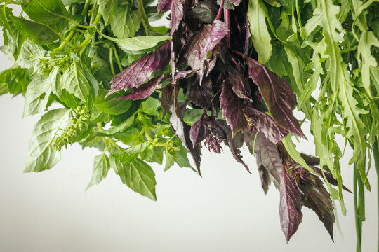 Hanging green basil, purple basil and arugula frame a white studio background, creating a rustic herb preservation scene with a calm, natural atmosphere
