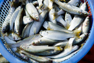 Freshly Caught Small Fish in Blue Plastic Basket for Market Business © sakhorn38