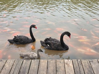 swans on the lake © KitYee