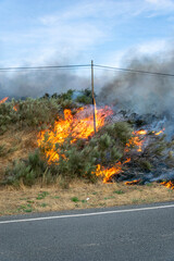Fototapeta premium Wildfire burning near asphalt road The Concept of danger