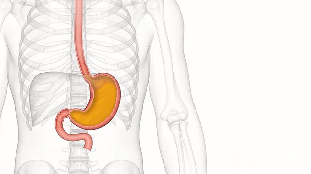 3D Medical Animation of Human Stomach Filling with Gastric Acid on White Background Copy Space