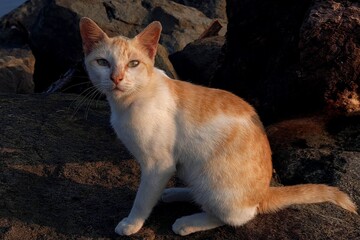 cat on the wall © Ika