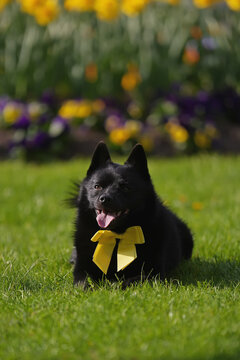Obedient Schipperke dog with yellow bow on its neck posing outdoors lying down on a green grass in spring