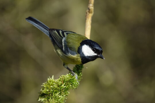 the great tit (Parus major) beautiful British birds