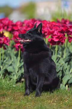 Cute Schipperke dog posing outdoors sitting on a green grass near pink tulip flowers in spring
