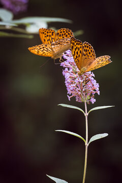 Fritillary butterfly feeding on purple buddleja flowers