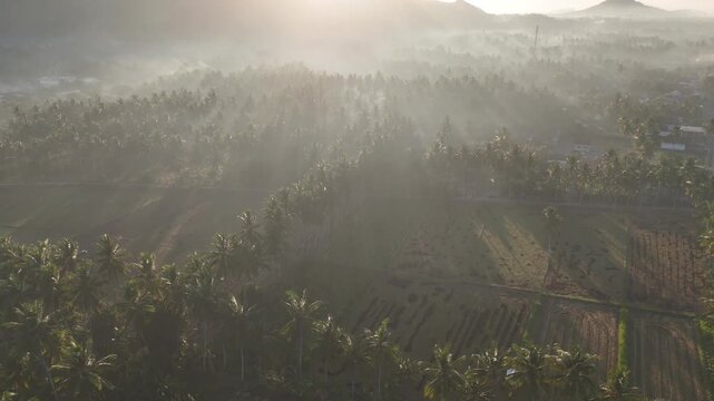Beautiful golden sunrise over misty rice fields and coconut palm trees with mountain background in Dusun Tempos Desa Banyu Urip Gerung Lombok NTB Indonesia