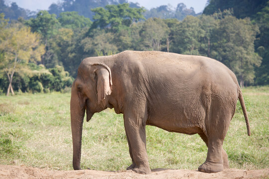Asian elephant in Thailand