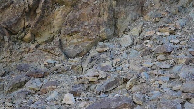 Three Pallas's Cat Kittens with Mother. Mother carrying kitten in her mouth in Ladakh, India.