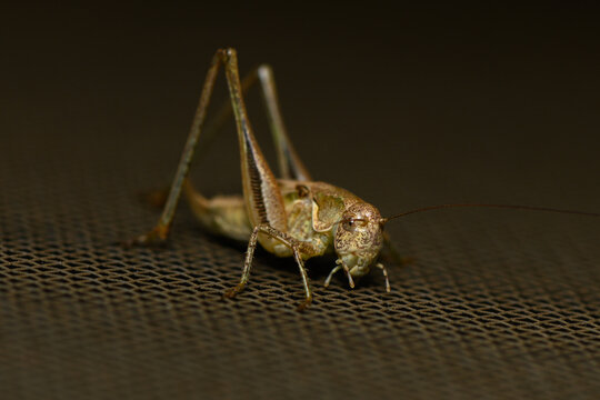 Close-up of a bush-cricket on a dark mesh surface