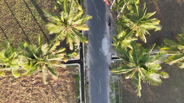 Aerial drone shot of scenic countryside road with green coconut palm trees between harvested brown rice fields in Bali Indonesia during summer morning