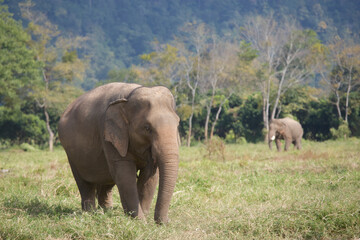 Fototapeta premium Asian elephant in Thailand