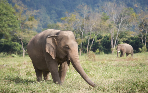Asian elephant in Thailand