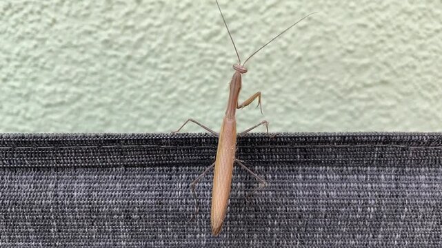 Eine Europ&auml;ische Gottesanbeterin auf einem Gartenstuhl.