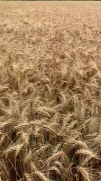Ripe Wheat Spikelets Close Up View