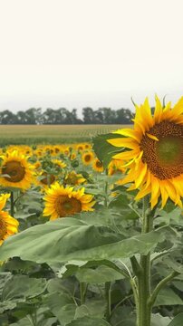 Sunflower Head Panning View Agriculture Field
