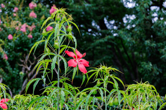 Beautiful red crimson scarlet rosemallow flowers blossoms in the garden.