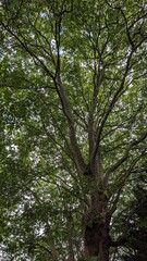 Fototapeta premium trees in the forest