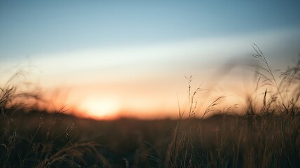 Fototapeta premium Golden sunset light bathes tall grass in a hazy, warm, and tranquil meadow