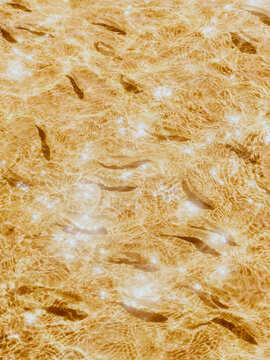 fishes in the water