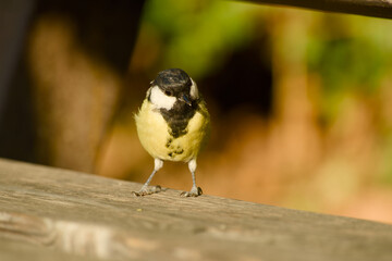 Great tit standing on a wooden bench with its head slightly lowered © in_colors