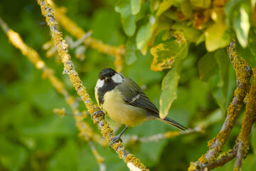 Great tit perched on a lichen-covered branch, surrounded by green leaves and warm natural light © in_colors