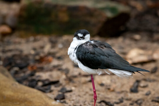 The Black-Necked Stilt (Himantopus mexicanus)