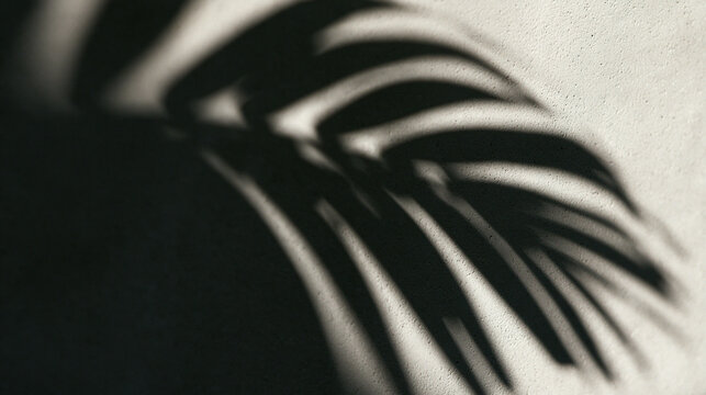 Palm Leaf Shadow Overlay on Textured Wall Background