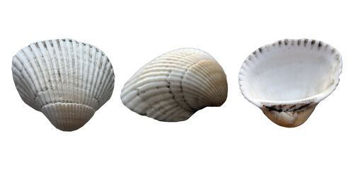 White Cockle Shell Three Views Set © Valeri