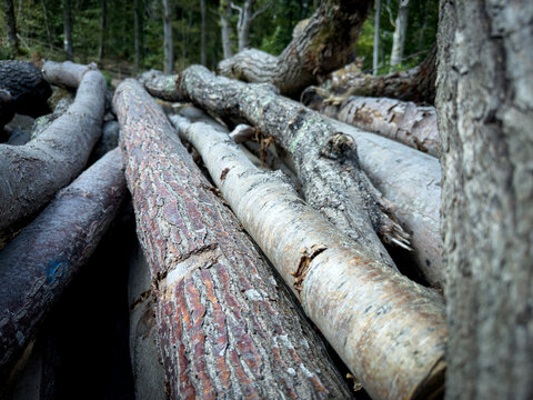 Mixed felled tree trunks lying outdoors landscape