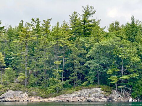 Wilderness Forest on Northern Lake