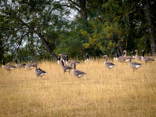 Mixed geese flock in summer meadow landscape © PatrykRoams