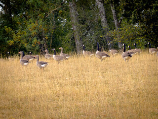 Wild waterfowl flock grazing rural pasture landscape © PatrykRoams