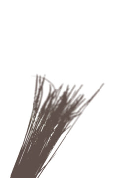 Blurred wheat shadow overlay for minimalist aesthetic branding and warm sunset rural lighting on a transparent background
