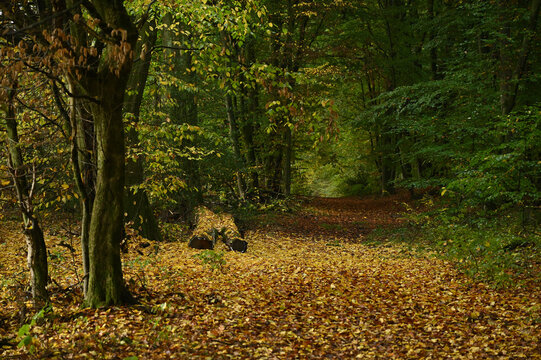 Herbsttunnel