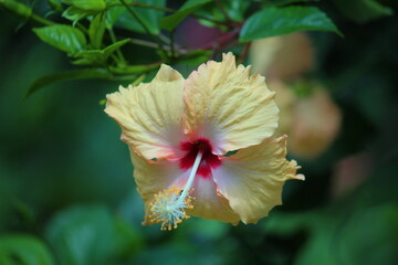 a close-up of the reproductive parts (staminal column) of a Hibiscus rosa-sinensis or ChinaRose flower © Najeeb Ullah