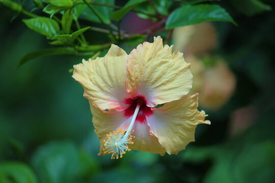a close-up of the reproductive parts (staminal column) of a Hibiscus rosa-sinensis or ChinaRose flower