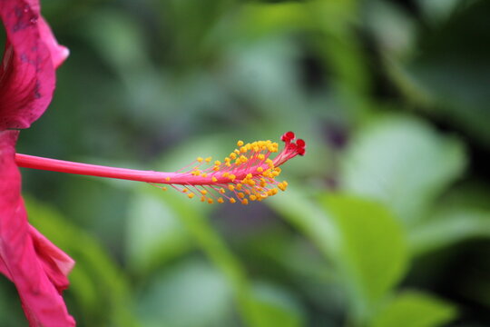 a close-up of the reproductive parts (staminal column) of a Hibiscus rosa-sinensis or ChinaRose flower
