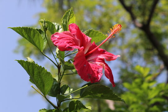 a close-up of the reproductive parts (staminal column) of a Hibiscus rosa-sinensis or ChinaRose flower