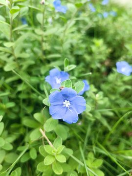 forget me not