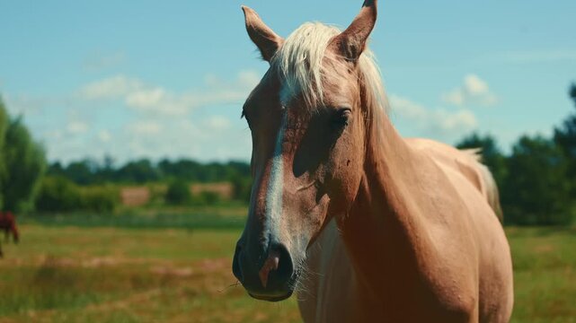 Palomino horse grazing in a sunny green meadow. Close up portrait of a beautiful horse eating grass in a pasture. Ranch life, equine animal in summer nature, freedom and rural farm.