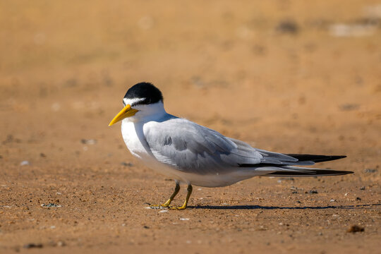 Yellow-billed Tern - Sternula superciliaris, beautiful small tern native to the waters of South America, Pantanal, Brazil.