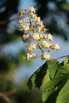 A flower with white petals and green leaves