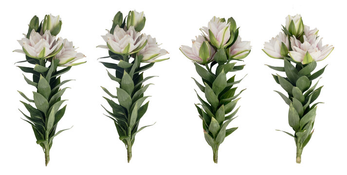 Set of four stems of double white lilies with lush green foliage isolated on black background, transparent background composition
