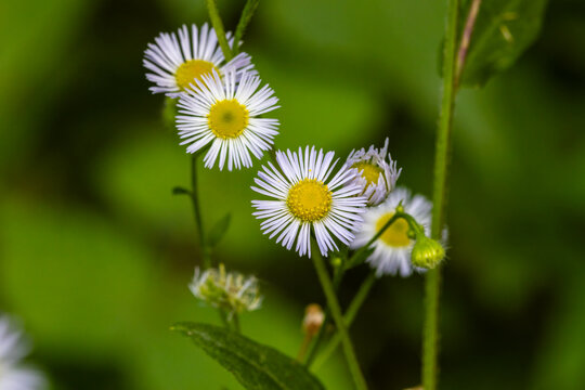 Close-up of blooming annual fleabane (Erigeron annuus) flowers in rural Dunn County, Wisconsin.