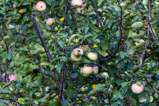 Apples ripening on leafy tree branches in rural Dunn County, Wisconsin.