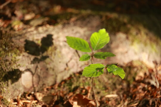 A small green leaf is growing on a rock