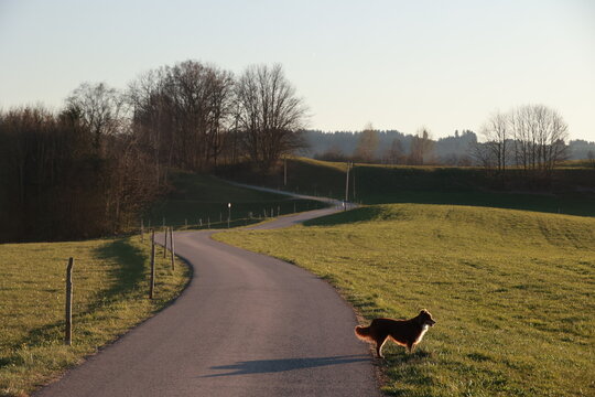 A dog is walking down a road in a rural area
