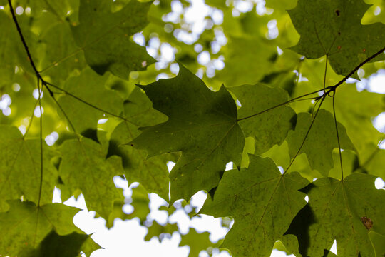 Green sugar maple leaves (Acer saccharum) backlit in rural Dunn County, Wisconsin.