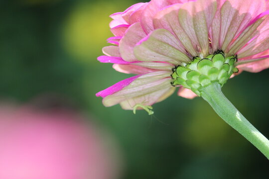 a close-up of the reproductive parts (staminal column) of a Hibiscus rosa-sinensis or ChinaRose flower, best for wallpapers